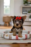 Maisey - perfect angel 🔥, a female Yorkshire Terrier for sale in Austin, TX – Photo 4 of 5