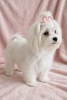 Sugar- Sweet Girl 💞💕, a female Maltipoo and Poodle - Toy  for sale in San Marcos, TX – 1 of 3
