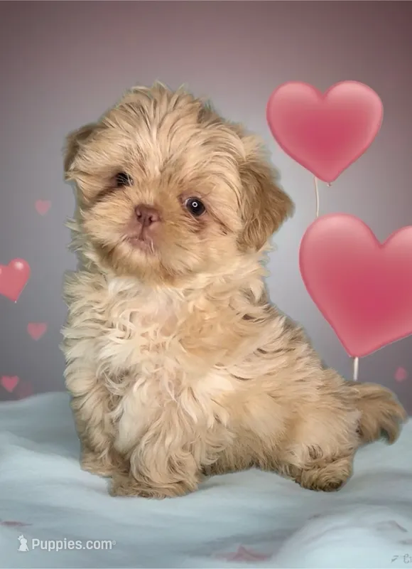 KODA-  RARE Lavender Beauty 💜💯 – Shih Tzu puppy for sale in San Antonio, TX