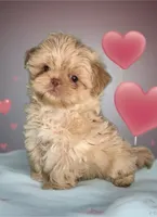 KODA-  RARE Lavender Beauty 💜💯, a male Shih Tzu for sale in San Antonio, TX – 1 of 10