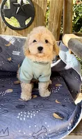 SCOOBY- MUST SEE!! Adorable 🔥, a male Goldendoodle and Double Doodle for sale in San Antonio, TX – Photo 4 of 7