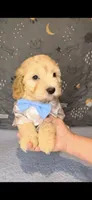 SCOOBY- MUST SEE!! Adorable 🔥, a male Goldendoodle and Double Doodle for sale in San Antonio, TX – Photo 5 of 7
