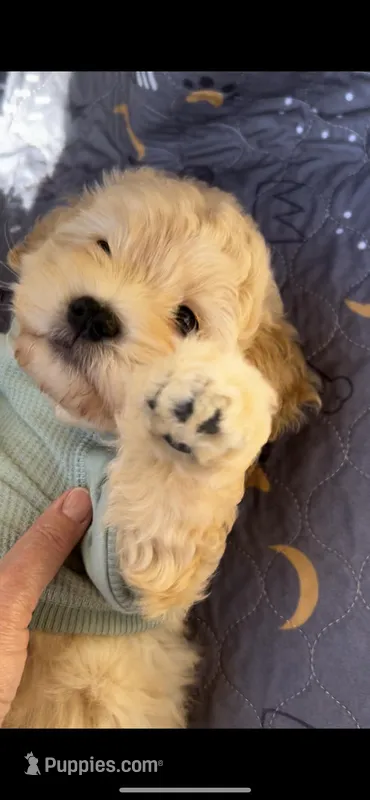 SCOOBY- MUST SEE!! Adorable 🔥 – Goldendoodle, Double Doodle puppy for sale in San Antonio, TX