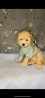 SCOOBY- MUST SEE!! Adorable 🔥, a male Goldendoodle and Double Doodle for sale in San Antonio, TX – Photo 6 of 7