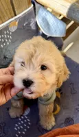 SCOOBY- MUST SEE!! Adorable 🔥, a male Goldendoodle and Double Doodle for sale in San Antonio, TX – Photo 2 of 7