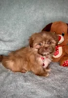 Bailey- golden Sweetheart 🔥❤️🔥, a male Shih Tzu for sale in San Antonio, TX – 5 of 8
