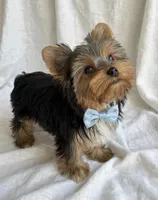 Teddy- only 2 lb now 🔥🔥🔥, a male Yorkshire Terrier for sale in San Marcos, TX – 3 of 4