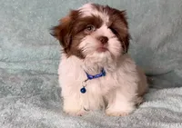 Mickey- chocolate and light eyes 🔥❤️, a male Shih Tzu for sale in San Marcos, TX – 3 of 3
