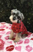 Cole - Striking Blk/silver 🔥, a male Miniature Schnauzer for sale in Austin, TX – Photo 3 of 7