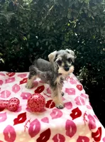 Cole - Striking Blk/silver 🔥, a male Miniature Schnauzer for sale in Austin, TX – Photo 6 of 7