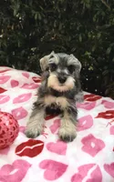 Cole - Striking Blk/silver 🔥, a male Miniature Schnauzer for sale in Austin, TX – Photo 5 of 7
