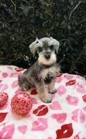 Cole - Striking Blk/silver 🔥, a male Miniature Schnauzer for sale in Austin, TX – Photo 4 of 7