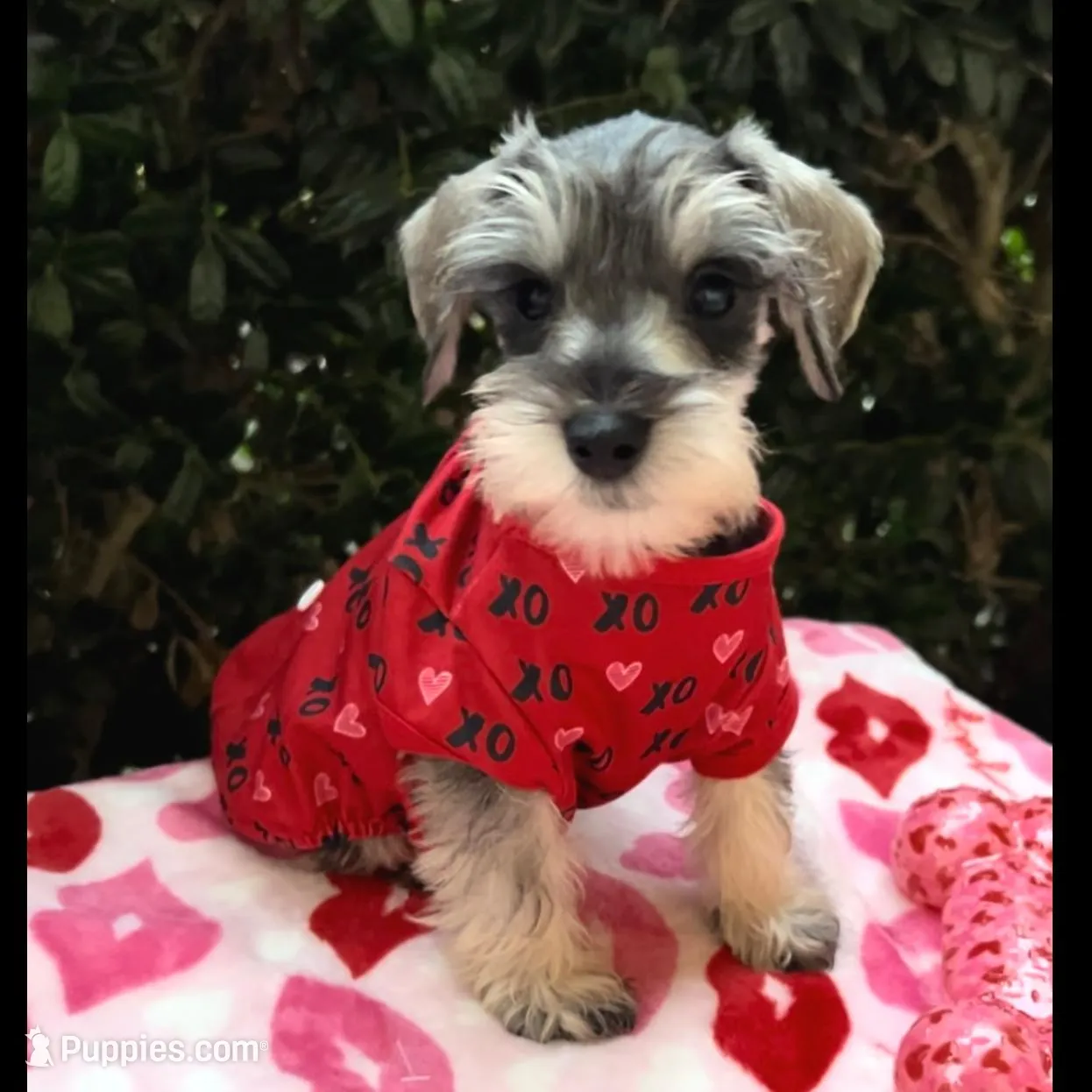 Cole - Striking Blk/silver 🔥