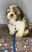 Jake- beautiful eyes 💜, a male Shih Tzu for sale in San Marcos, TX – Photo 6 of 8