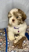 Jake- beautiful eyes 💜, a male Shih Tzu for sale in San Marcos, TX – Photo 3 of 8
