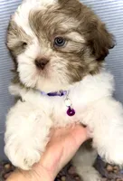 Jake- beautiful eyes 💜, a male Shih Tzu for sale in San Marcos, TX – Photo 1 of 8
