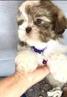 Jake- beautiful eyes 💜, a male Shih Tzu for sale in San Marcos, TX – Photo 2 of 8