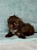 SIMBA- SMALL DOLLFACE Chocolate 🔥, a male Shih Tzu for sale in San Marcos, TX – 5 of 7