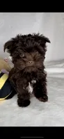 PIERRE - RICH DARK CHOCOLATE ❤️❤️❤️, a male Yorkshire Terrier and Morkie for sale in San Marcos, TX – 4 of 9