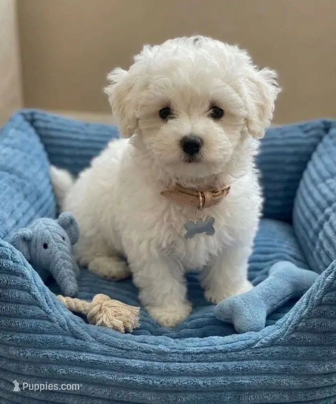 Poppy- READY NOW 💙💯 – Maltipoo, Poodle - Toy  puppy for sale in Austin, TX