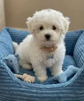 Poppy- READY NOW 💙💯, a male Maltipoo and Poodle - Toy  for sale in Austin, TX – 2 of 2