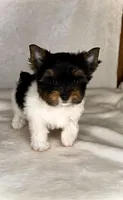 Dexter- TINY PARTI  ❤️❤️❤️, a male Yorkshire Terrier for sale in San Marcos, TX – 9 of 10