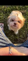 BELLA- Beautiful red 🔥💯🔥, a female Shih Tzu for sale in San Marcos, TX – 6 of 8