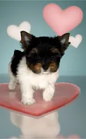 Dexter- TINY PARTI  ❤️❤️❤️, a male Yorkshire Terrier for sale in San Marcos, TX – 2 of 10