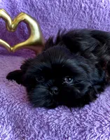 BEAR-  Rare jet black baby 🔥, a male Shih Tzu for sale in Austin, TX – Photo 3 of 5