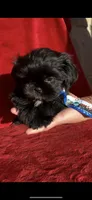 BEAR-  Rare jet black baby 🔥, a male Shih Tzu for sale in Austin, TX – Photo 4 of 5