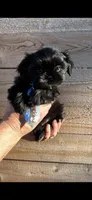 BEAR-  Rare jet black baby 🔥, a male Shih Tzu for sale in Austin, TX – Photo 5 of 5