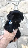 BEAR-  Rare jet black baby 🔥, a male Shih Tzu for sale in Austin, TX – Photo 2 of 5