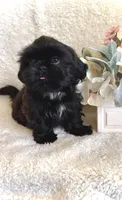 BEAR-  Rare jet black baby 🔥, a male Shih Tzu for sale in Austin, TX – Photo 1 of 5