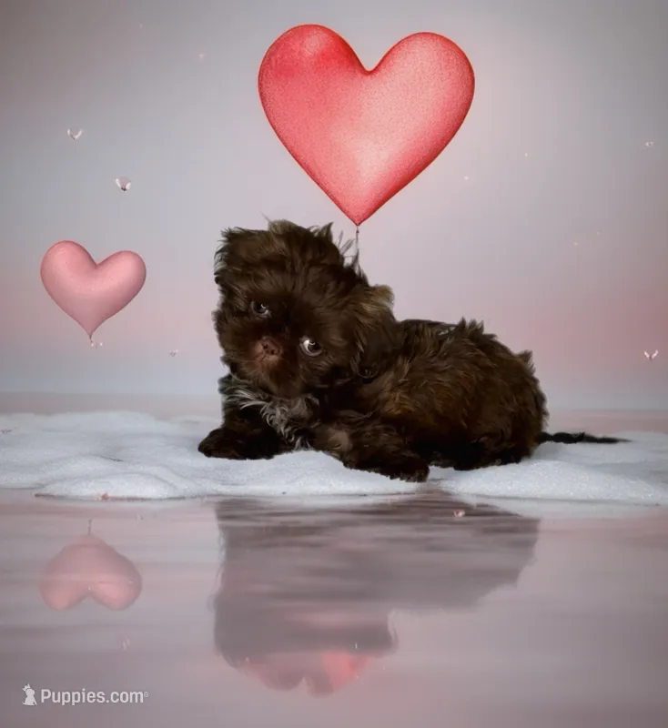 SIMBA- DollFace Tiny Alert ❤️🔥❤️ – Shih Tzu puppy for sale in San Marcos, TX