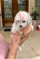 Princess- Designer purse baby 👜💕💯, a female Maltipoo and Poodle - Toy  for sale in San Marcos, TX – 5 of 5