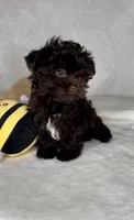 Scooter- RICH DARK CHOCOLATE 🔥❤️🔥, a male Yorkshire Terrier and Morkie for sale in San Marcos, TX – 7 of 8
