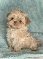 KODA-  RARE Lavender Beauty 💜💯, a male Shih Tzu for sale in San Antonio, TX – 4 of 10