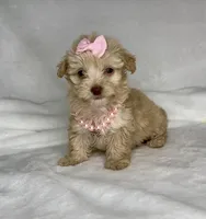 LACEY- Tiny plus BROWN NOSE 💕, a female Maltipoo and Poodle - Toy  for sale in San Antonio, TX – 5 of 6
