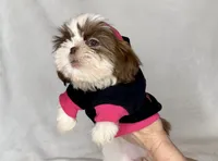 Laney- TINY alert 🔥🔥, a female Shih Tzu for sale in San Antonio, TX – 7 of 8