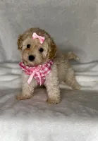 Lola - Toy Maltipoo 💕, a female Maltipoo and Poodle - Toy  for sale in San Marcos, TX – 3 of 5