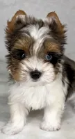 Blueberry- SMALL baby & BLUE EYE🔥🔥🔥, a male Yorkshire Terrier for sale in San Marcos, TX – 2 of 10