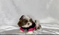 Laney- TINY alert 🔥🔥, a female Shih Tzu for sale in San Marcos, TX – 10 of 10
