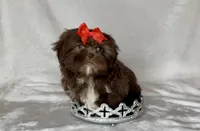 Zoey- Precious CHOCOLATE 🔥🔥, a female Shih Tzu for sale in San Antonio, TX – 3 of 7