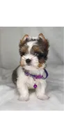 ACE- BLUE eye SMALL 🔥❤️🔥, a male Biewer for sale in San Marcos, TX – 8 of 8