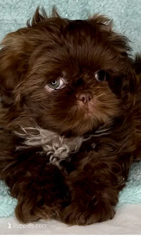 SIMBA- SMALL DOLLFACE Chocolate 🔥 – Shih Tzu puppy for sale in San Marcos, TX