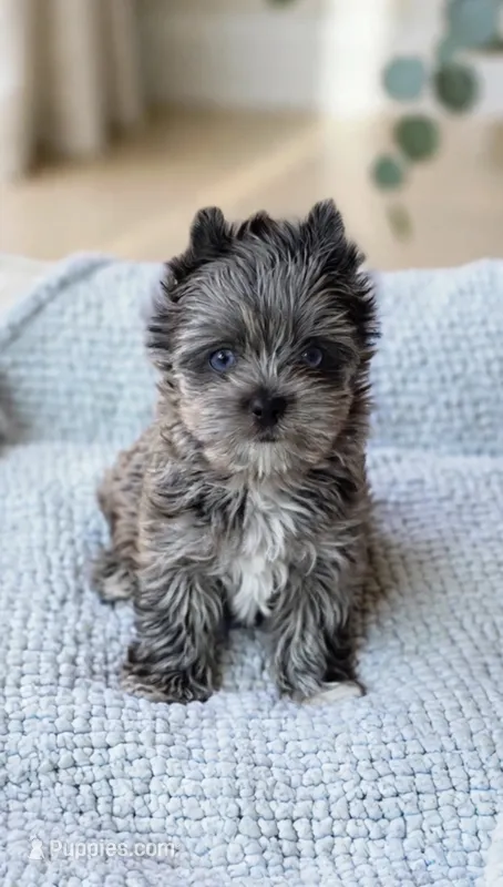 Toodles- MERLE-BLUE EYES!!🔥🔥POLAND* – Yorkshire Terrier puppy for sale in San Marcos, TX