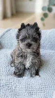 Toodles- MERLE-BLUE EYES!!🔥🔥POLAND*, a male Yorkshire Terrier for sale in San Marcos, TX – 1 of 2