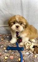 CODY J. -RARE Red beauty 🔥, a male Shih Tzu for sale in San Antonio, TX – Photo 4 of 7