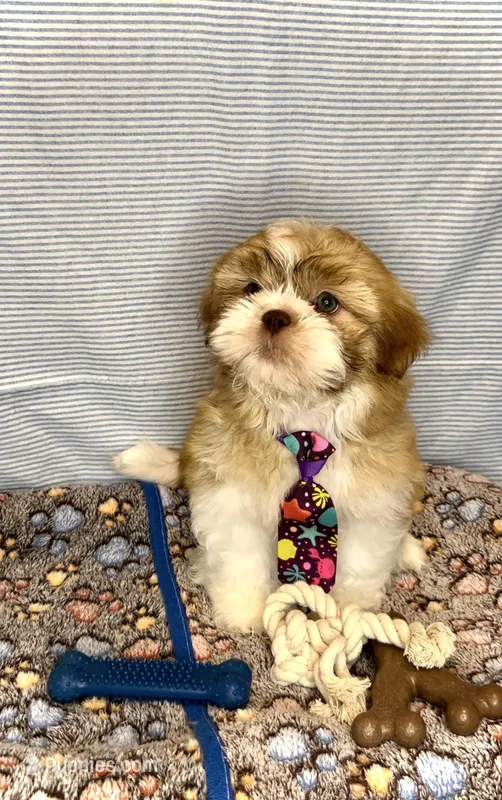 CODY J. -RARE Red beauty 🔥 – Shih Tzu puppy for sale in San Antonio, TX