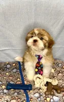 CODY J. -RARE Red beauty 🔥, a male Shih Tzu for sale in San Antonio, TX – Photo 1 of 7